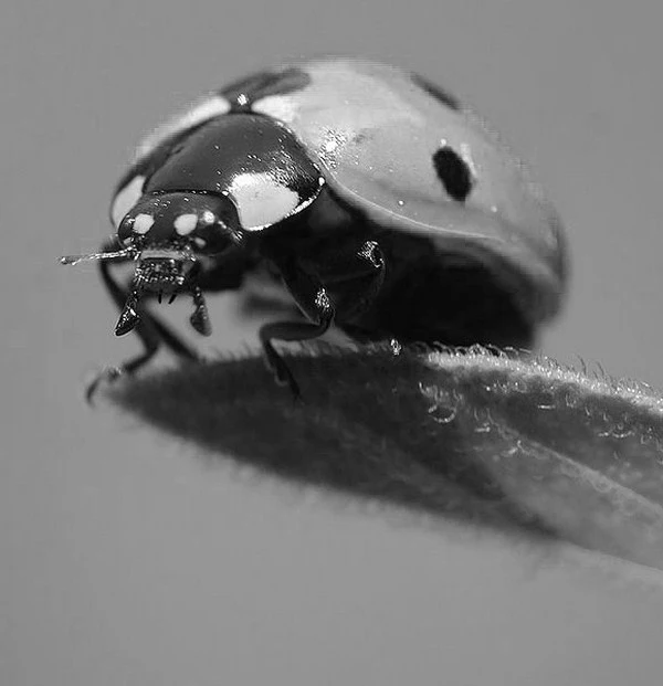 13_Inspiration_Chinita