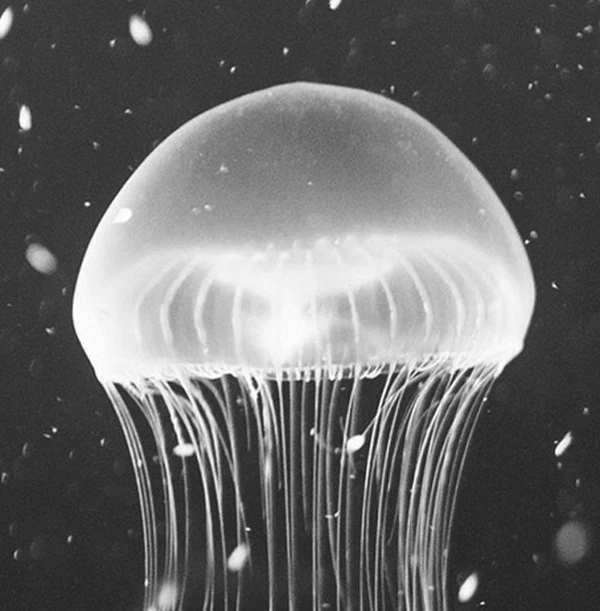 9_Inspiration_Medusa