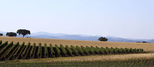 adega-mayor-the-vineyards_1395484074f0ef1f91f949