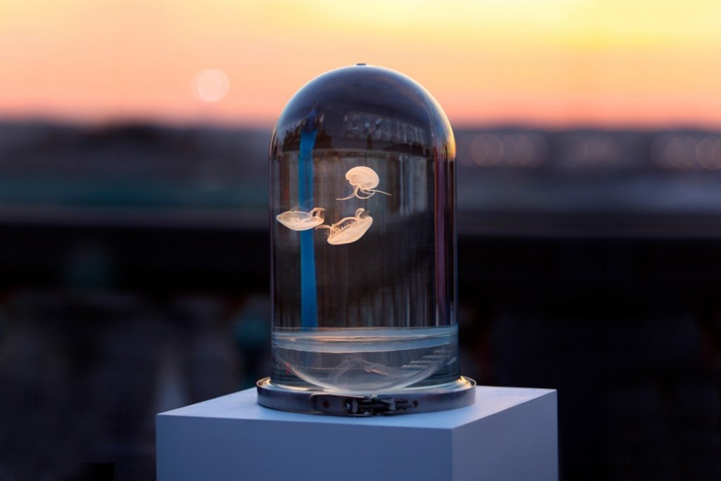 Darwin-tank-jellyfish-06