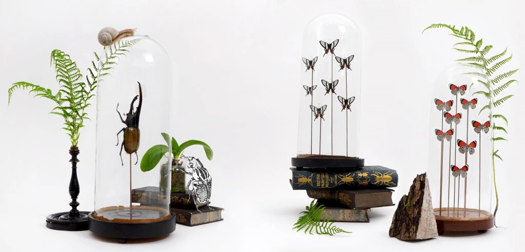 TheDarwinSect_insects