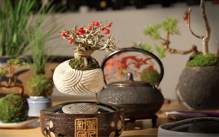 AirBonsai_Hoshinchu_dym01