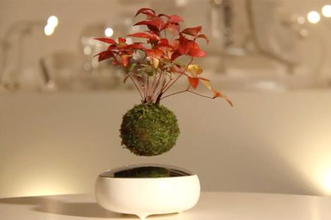 Tu propio momento zen con los bonsáis flotantes de Hoshinchu