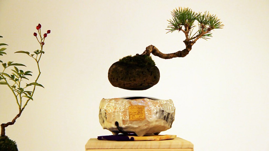 AirBonsai_Hoshinchu_dym03