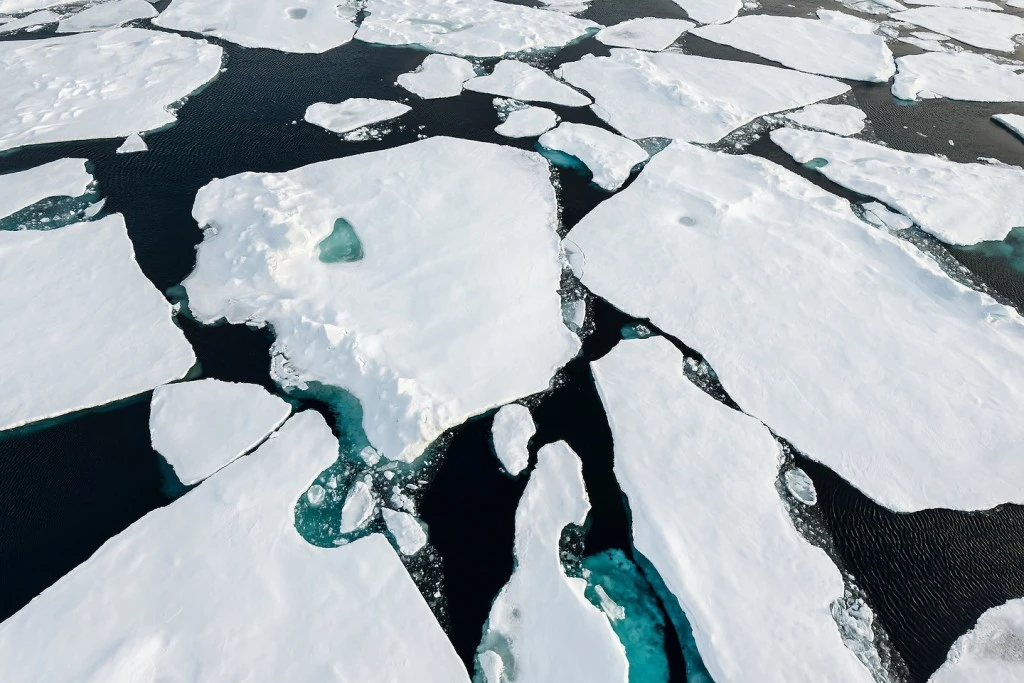 DanielBeltra_polos_dym11