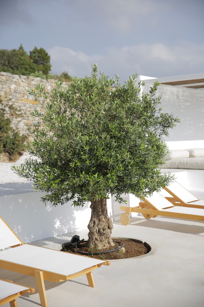 DESPIERTAYMIRA casa Kamari React architects (8)