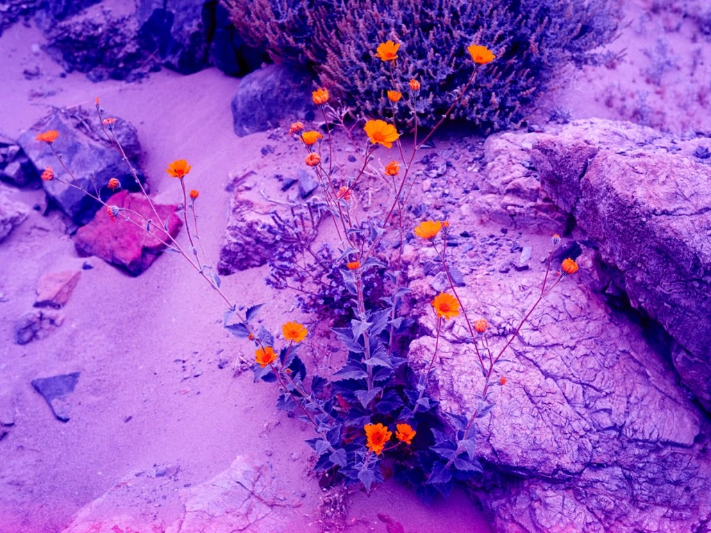 Colores calidos en las flores que contrastan en las imágenes psicoldélicas