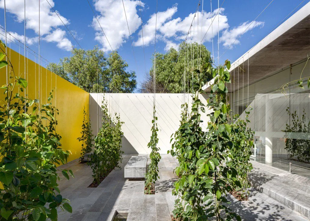 múltiples hileras de plantas trepadoras (de la especie Cissus antarctica) se disponen a modo de laberinto de bancos y cortinas verdes que irán creciendo con el paso del tiempo.