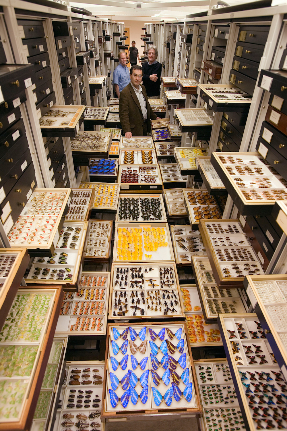estanterias de mariposas del museo nacional de historia natural