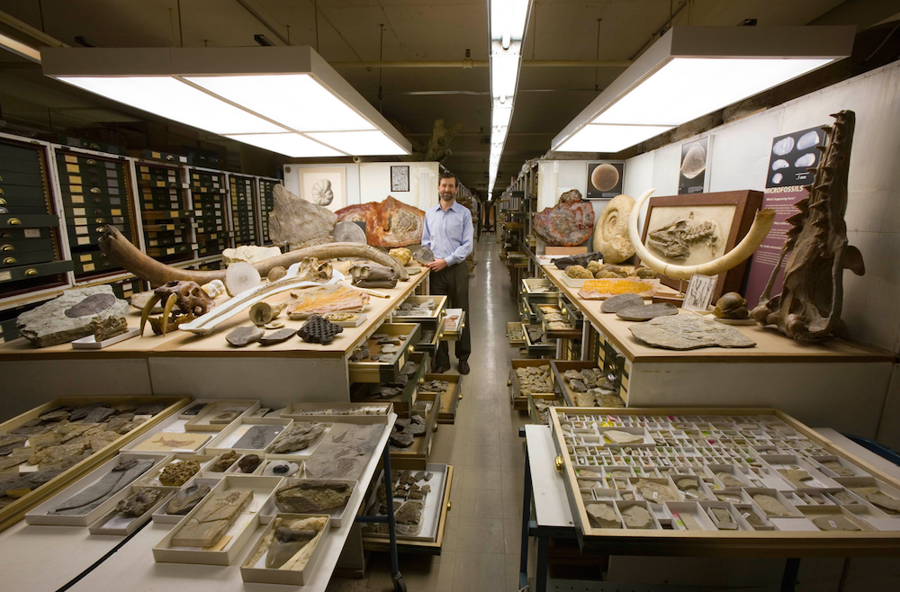 fósiles en el museo nacional de historia natural de estados unidos