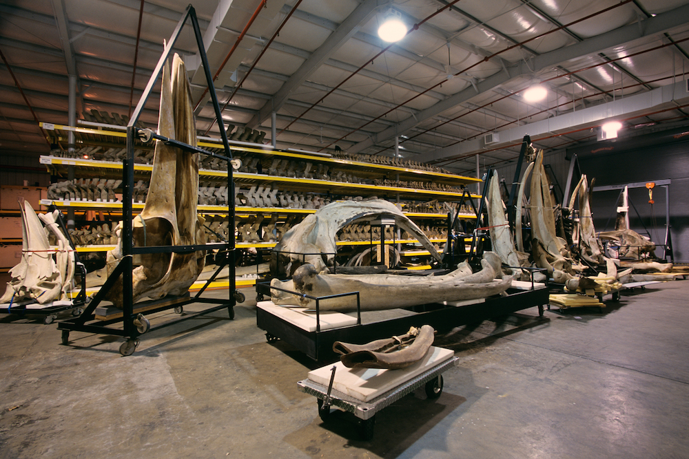esqueletos gigantes en el museo de historia natural