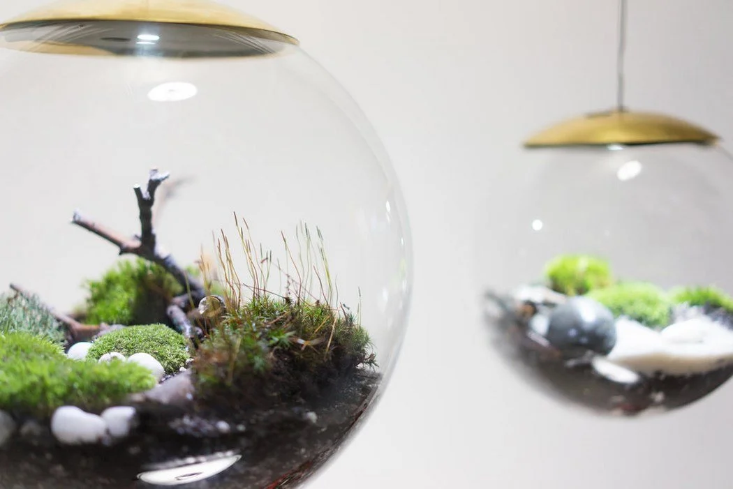 detalle de las plantas, musgos y helechos de glove