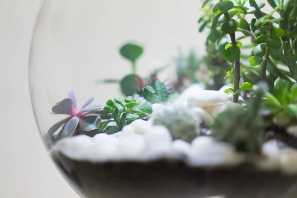 detalle de los estratos dentro de globe