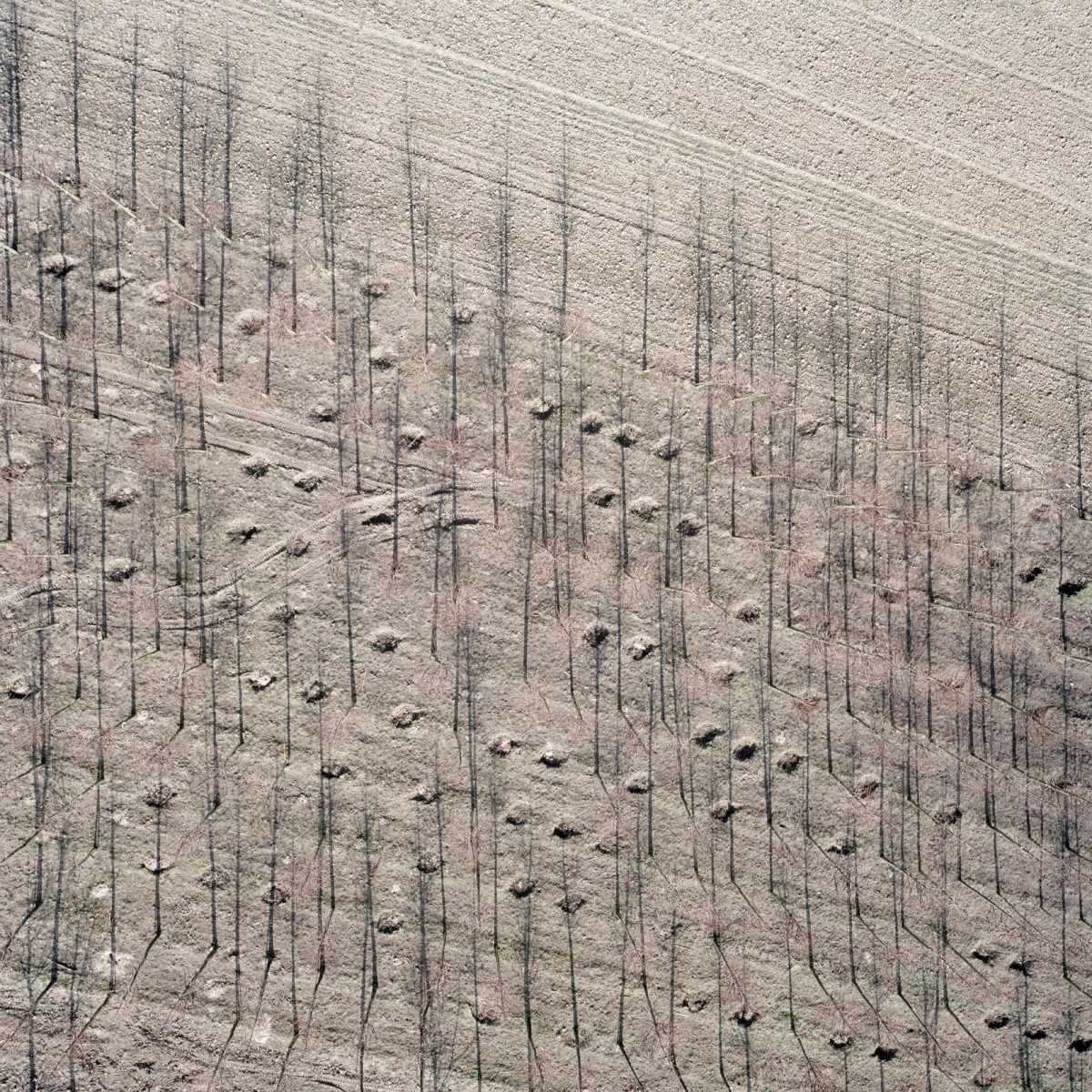 Desvelamos la magia de los híbridos fotográficos de Gerco de Ruijter