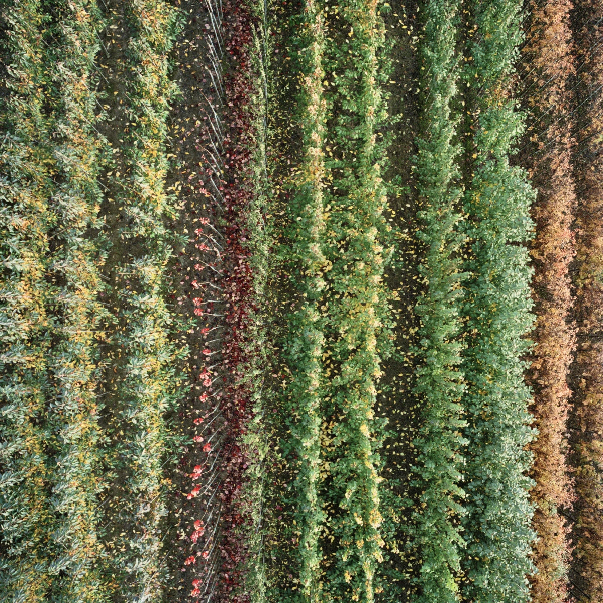 ordenación geometrica en fotografia de gerco ruijter