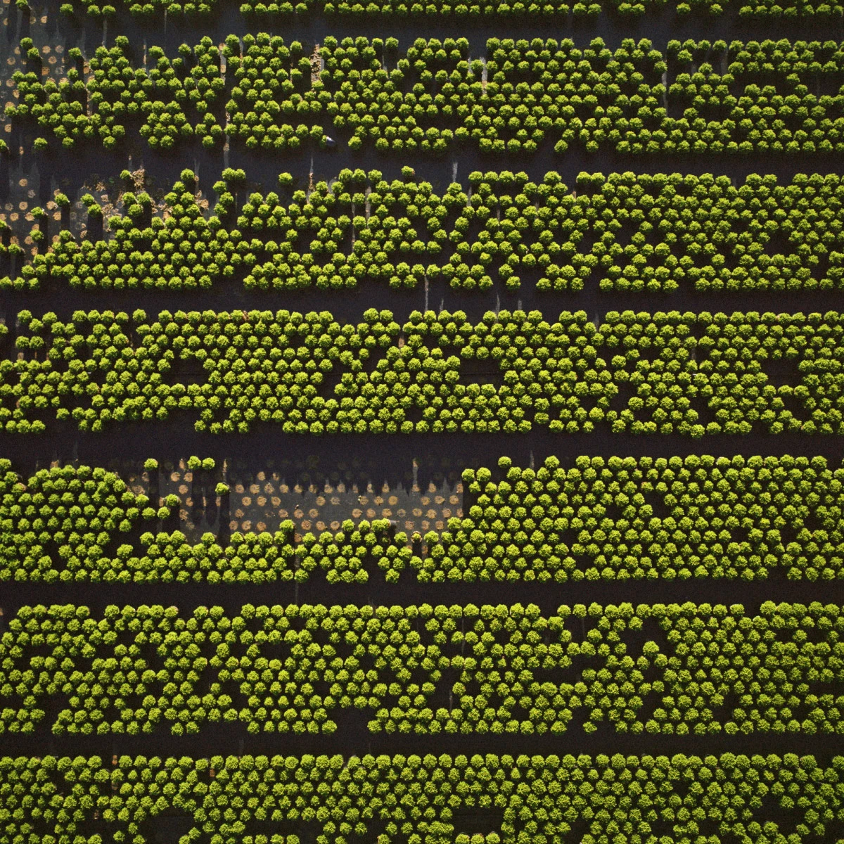 zona arbolada fotografia de gerco ruijter