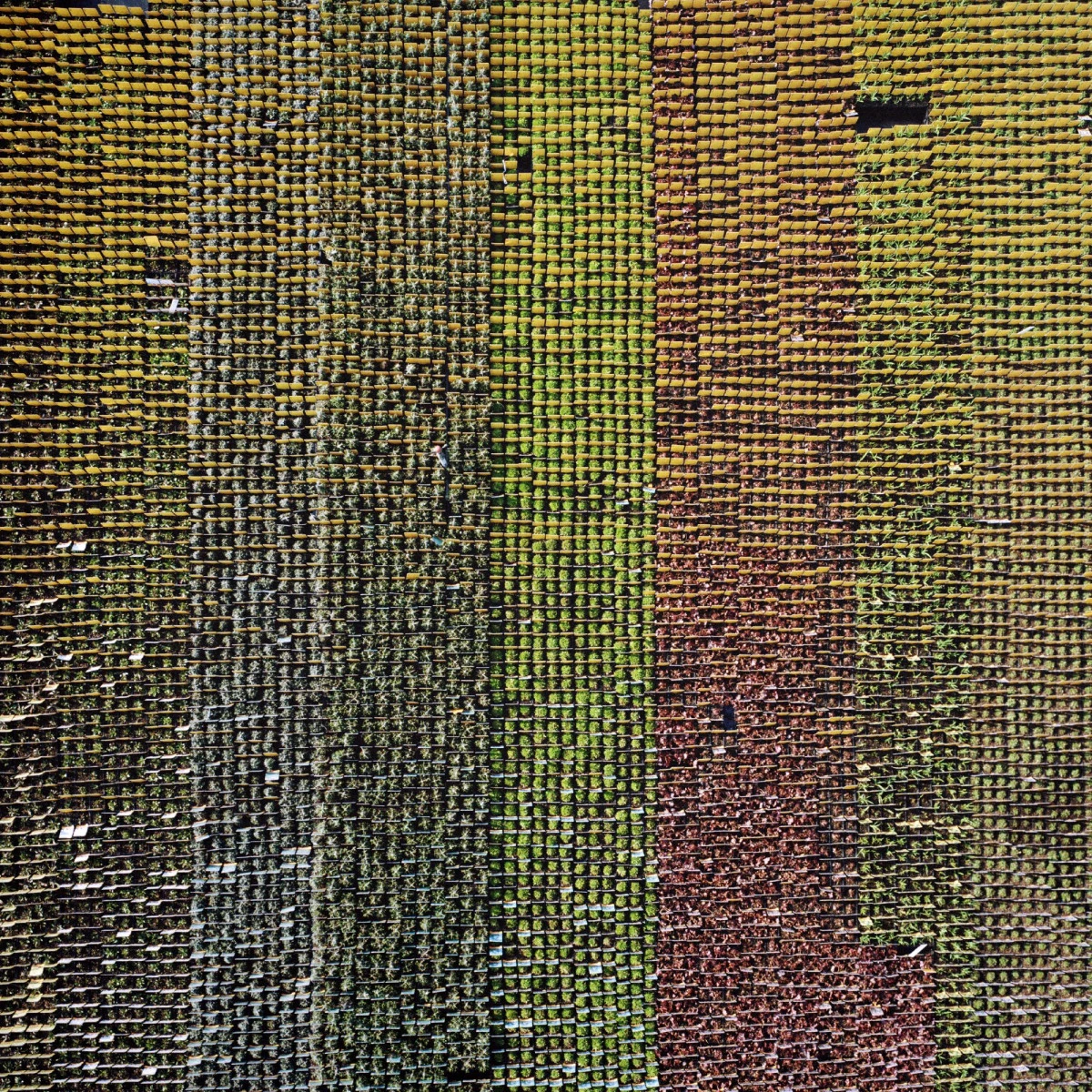 fotografia aerea que parece una alfombra