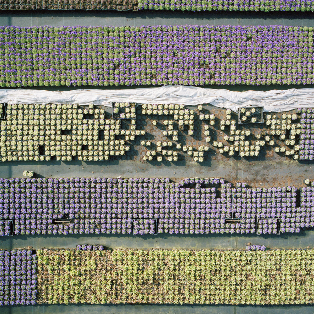 cromatismo de un vivero