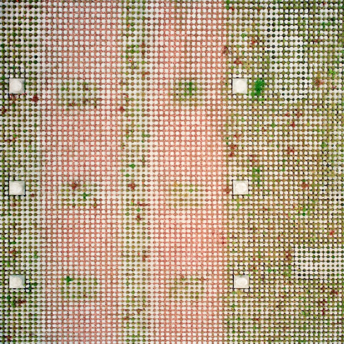 sobrevolando viveros cromatismo peculiar