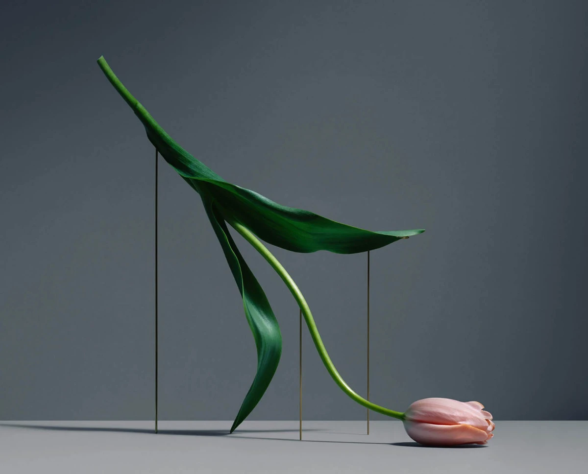 serie postures, los tulipanes en movimiento de Carl Keiner