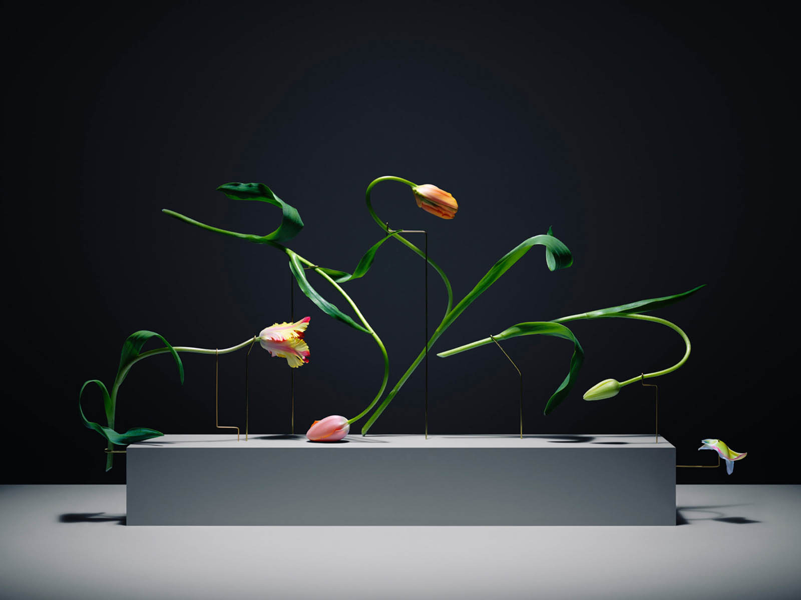 serie postures, los tulipanes en movimiento de Carl Keiner