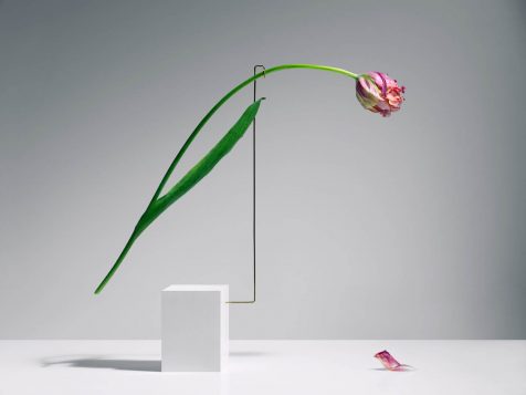 La danza de los tulipanes fotografiada por Carl Kleiner