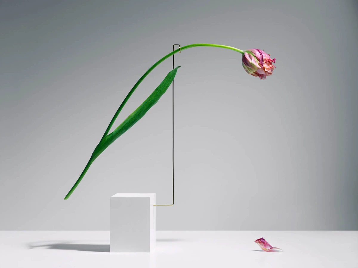 serie postures, los tulipanes en movimiento de Carl Keiner