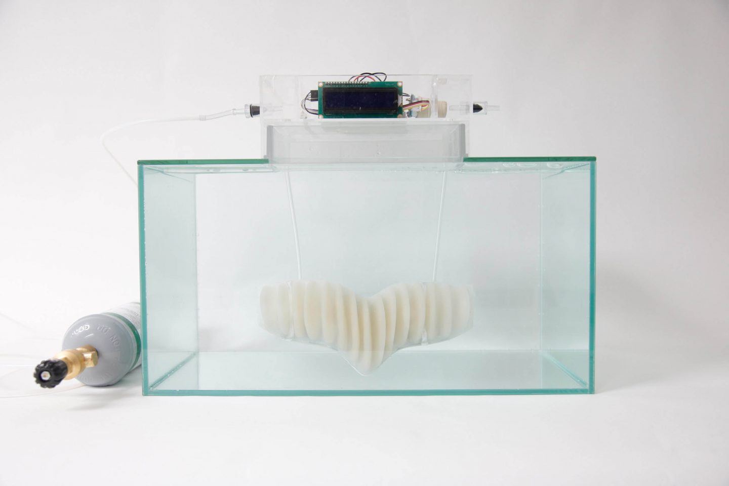 fase de creación de amphibio de jun kamei