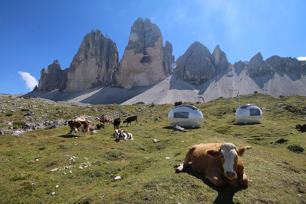 su forma de huevo minimiza la pérdida de calor