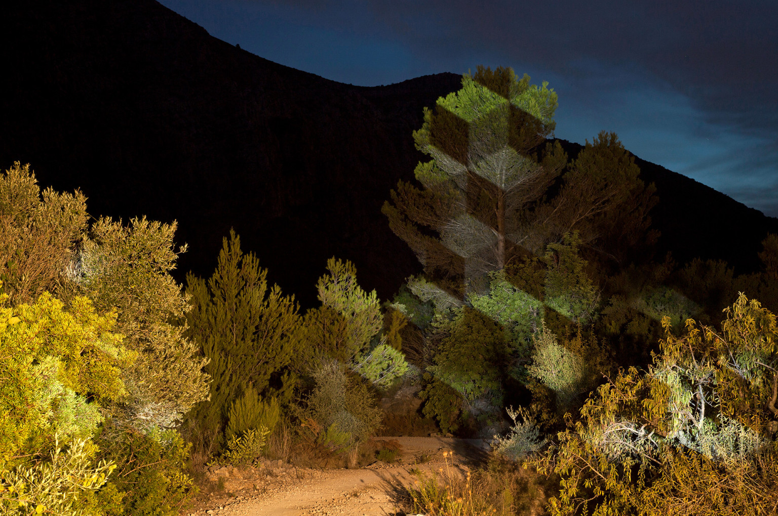 un apilamiento de cubos frondosos en medio del bosque