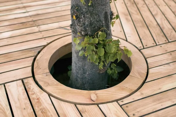 detalle del tilo de casi 2 m plantado en el centro de la isla