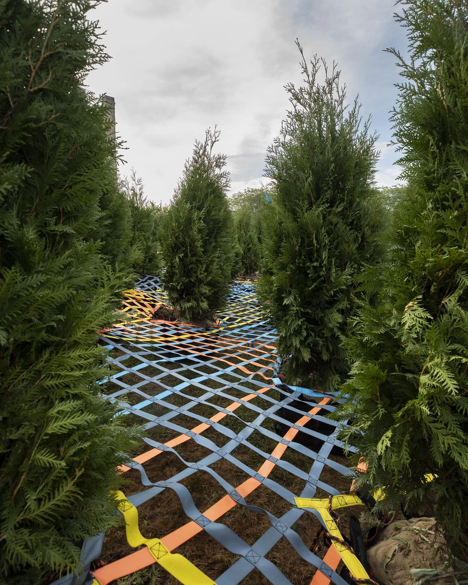 detalle de las correas de nylon entre las tuyas plantadas
