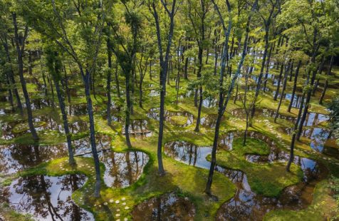Junya Ishigami rescata docenas de árboles para crear un paisaje poético fluido.