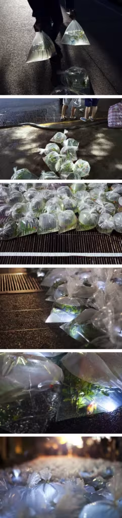 Seis vistas de la instalación Río Envasado en Caracas, con bolsas de agua transparentes iluminadas en la oscuridad