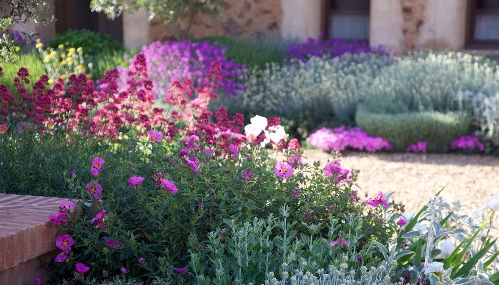 Rosas y malvas fucsia entre plantas plateadas junto a un banco de ladrillo en un patio de Toledo