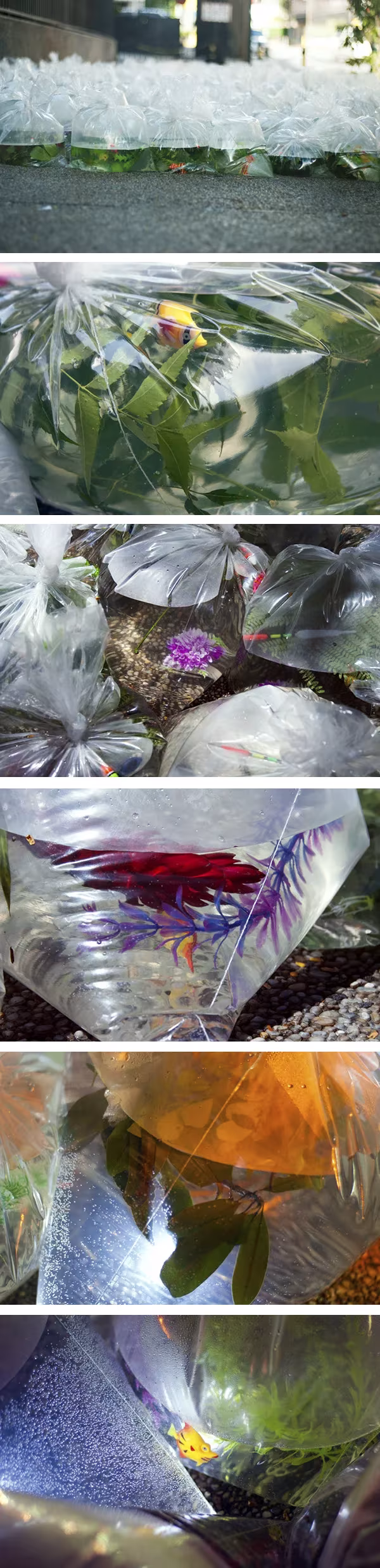 Detalles de las bolsas y su interior Bolsas transparentes con agua y flores que forman un río luminoso, en la instalación Río Envasado
