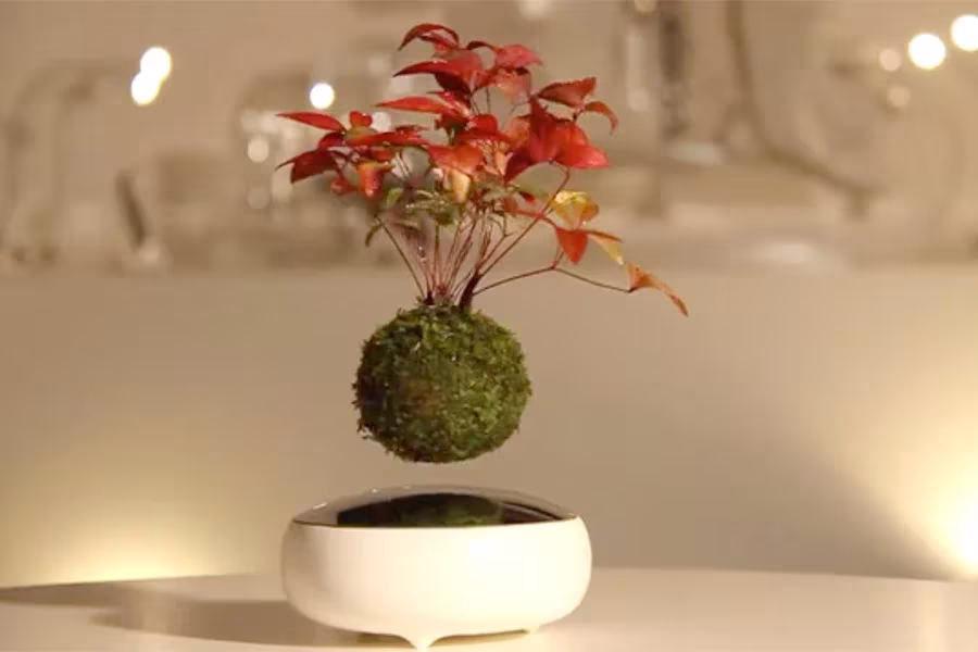 Air Bonsai de Hoshinchu: bonsái de hojas rojas en una bola de musgo flotando sobre una base de porcelana