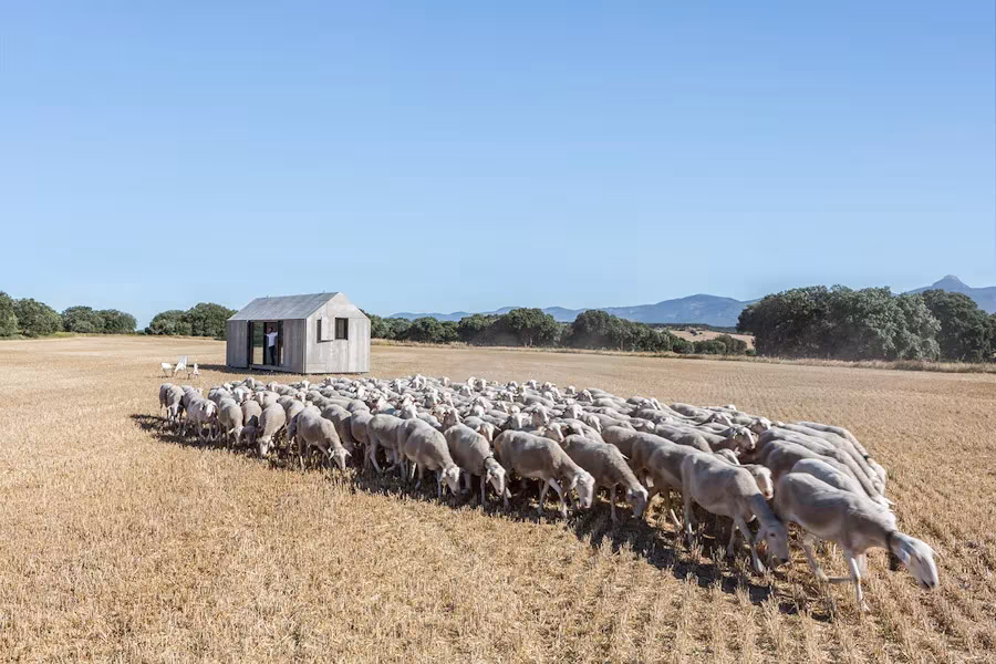 Rebaño de ovejas pastando en un campo segado con la casa ÁPH80 de ÁBATON al fondo y montañas en el horizonte