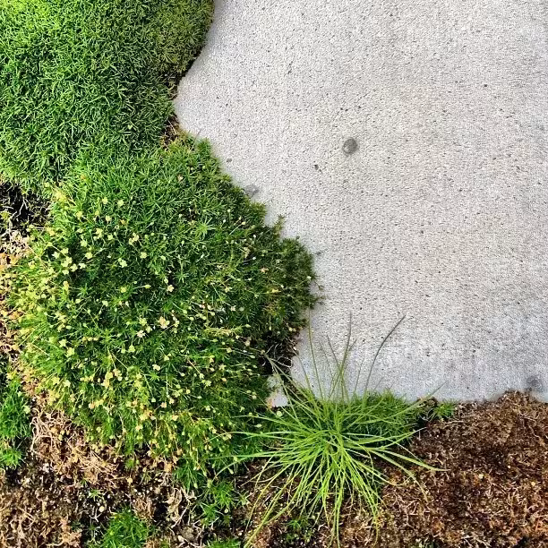 Musgo y hierba creciendo junto a una superficie de hormigón en el jardín de la sede de ÁBATON
