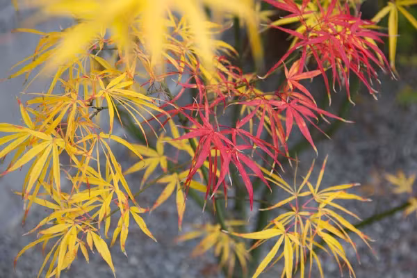 Hojas de arce japonés en amarillo y rojo en el jardín de la oficina de ÁBATON en otoño