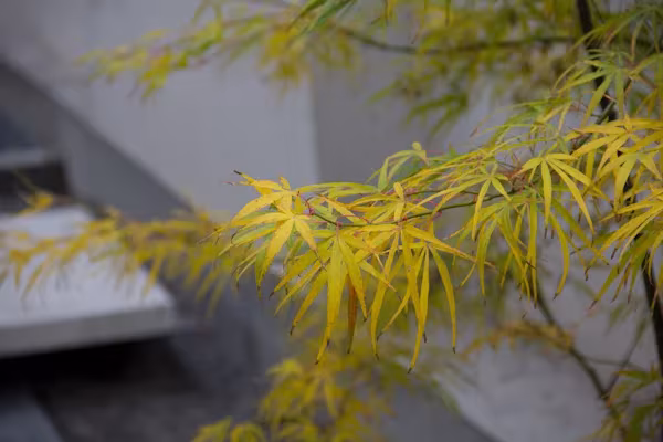 Detalle de ramas de arce japonés con hojas amarillas en el jardín de la oficina de ÁBATON