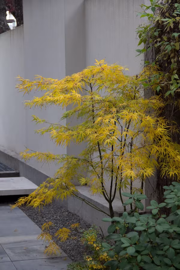 Arce japonés amarillo junto a un muro blanco en un estrecho patio ajardinado de la oficina de ÁBATON