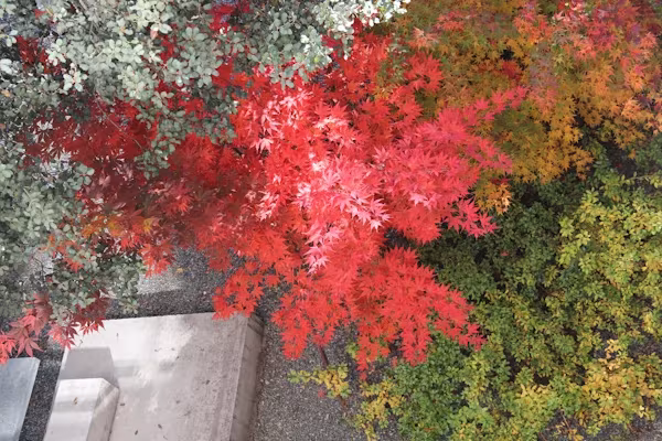 Arce japonés de hojas rojas intensas sobre un muro de hormigón en el jardín de la oficina de ÁBATON