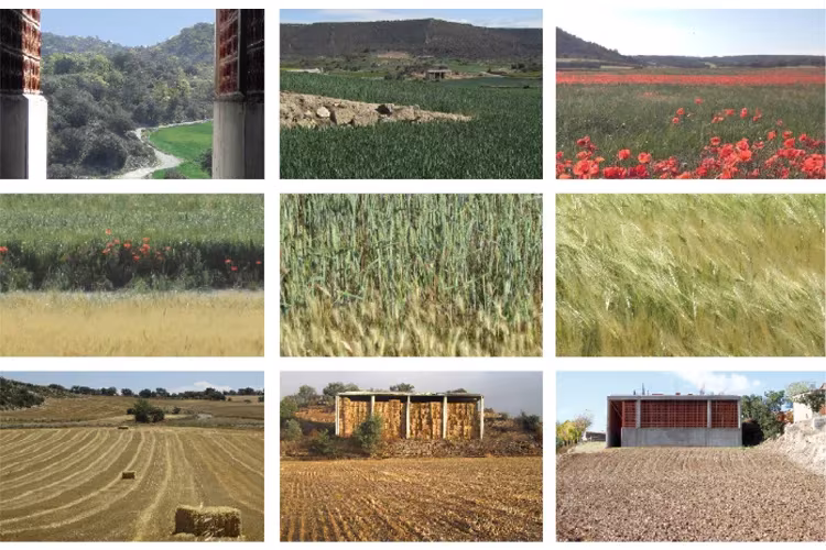 Mosaico de fotos de campos de cereal, amapolas y el edificio de ladrillo del dolmen de Seró