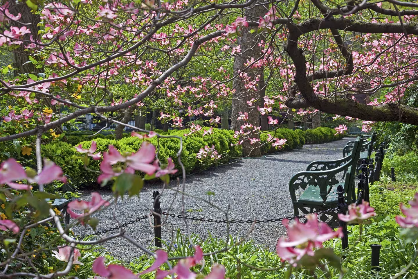 Cornejo en flor rosa junto a bancos de hierro verdes y un sendero de grava en Gramercy Park