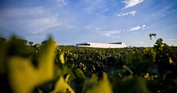 Bodega Adega Maior de Álvaro Siza en el Alentejo, volumen blanco tras las viñas en primer plano