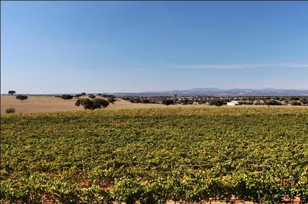 Campo de viñas y encinas del Alentejo que rodea la bodega Adega Maior, con sierras al fondo