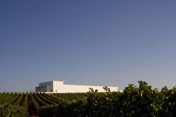 Volumen blanco y alargado de la bodega Adega Maior de Álvaro Siza asomando tras los viñedos