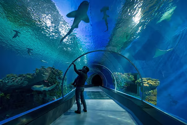 Persona en el túnel de vidrio del acuario El Planeta Azul mirando tiburones y rayas sobre su cabeza