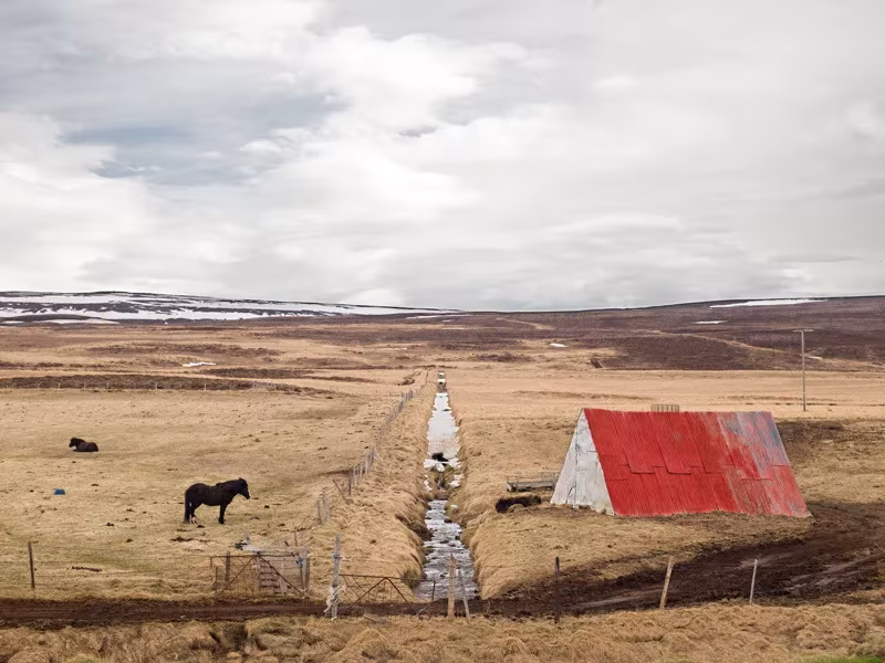 Caballo pastando en una llanura parda de Islandia junto a un cobertizo de tejado rojo y un arroyo